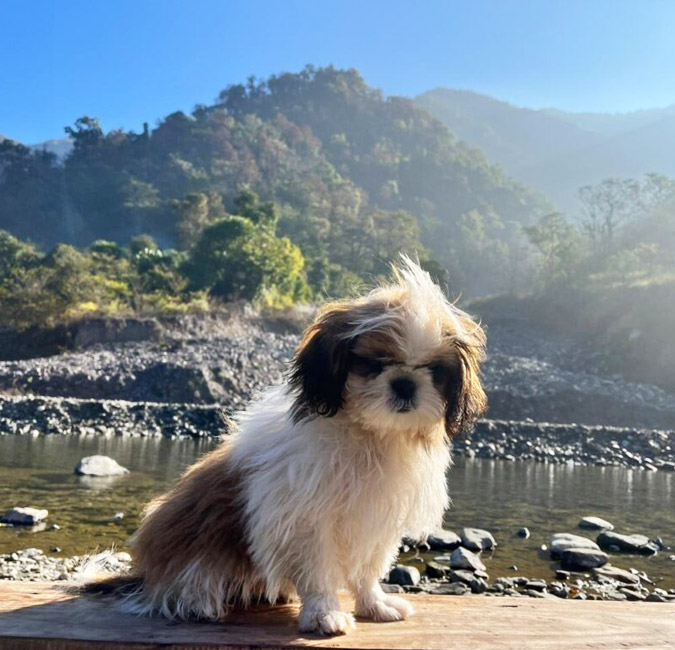 Pet Friendly camp in Rishikesh